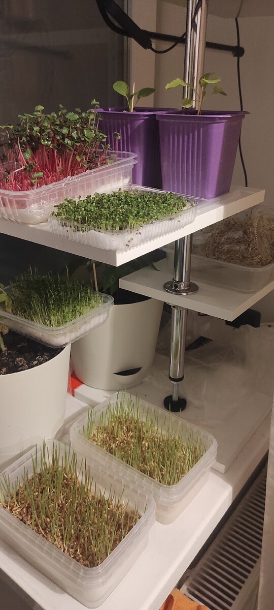 Мой маленький огород в самом начале