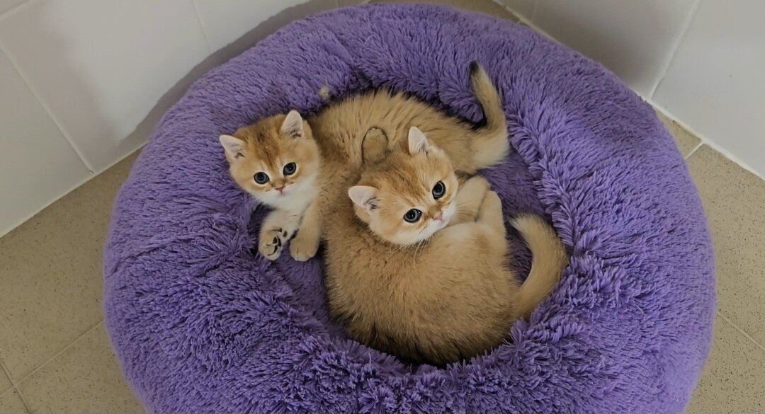 Золотые котята питомника Максельпоинт