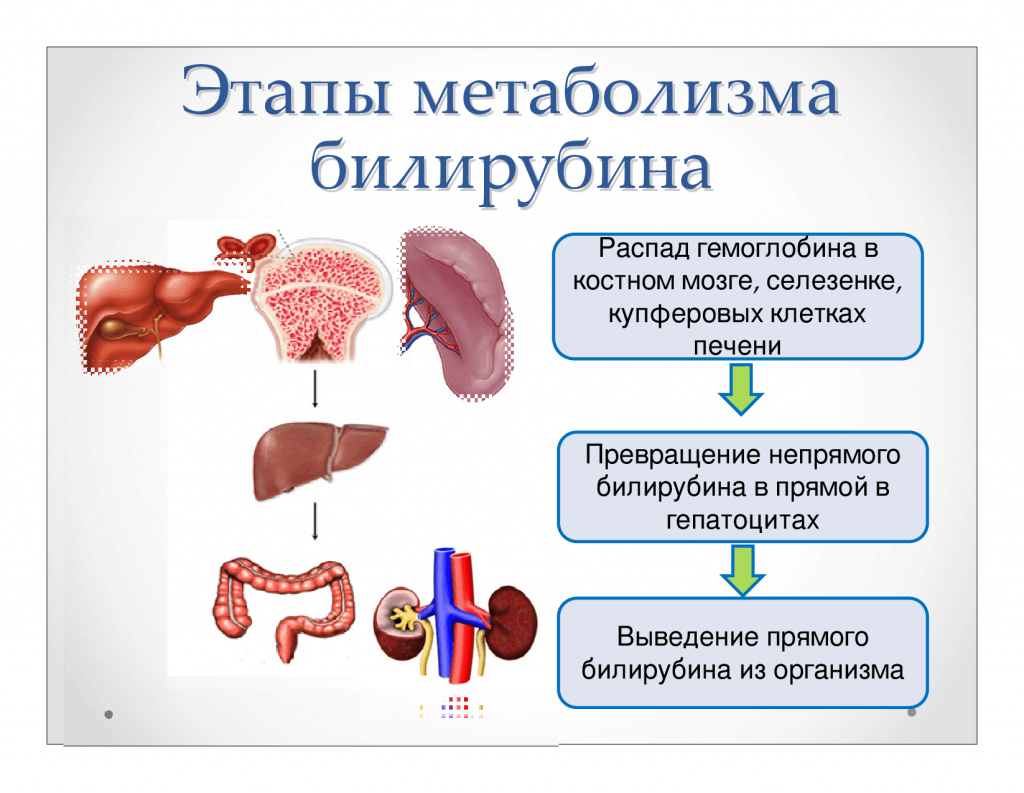 Билирубин в крови, что это значит, причины повышенного билирубина - 16 июля - конференц-зал-самара.рф