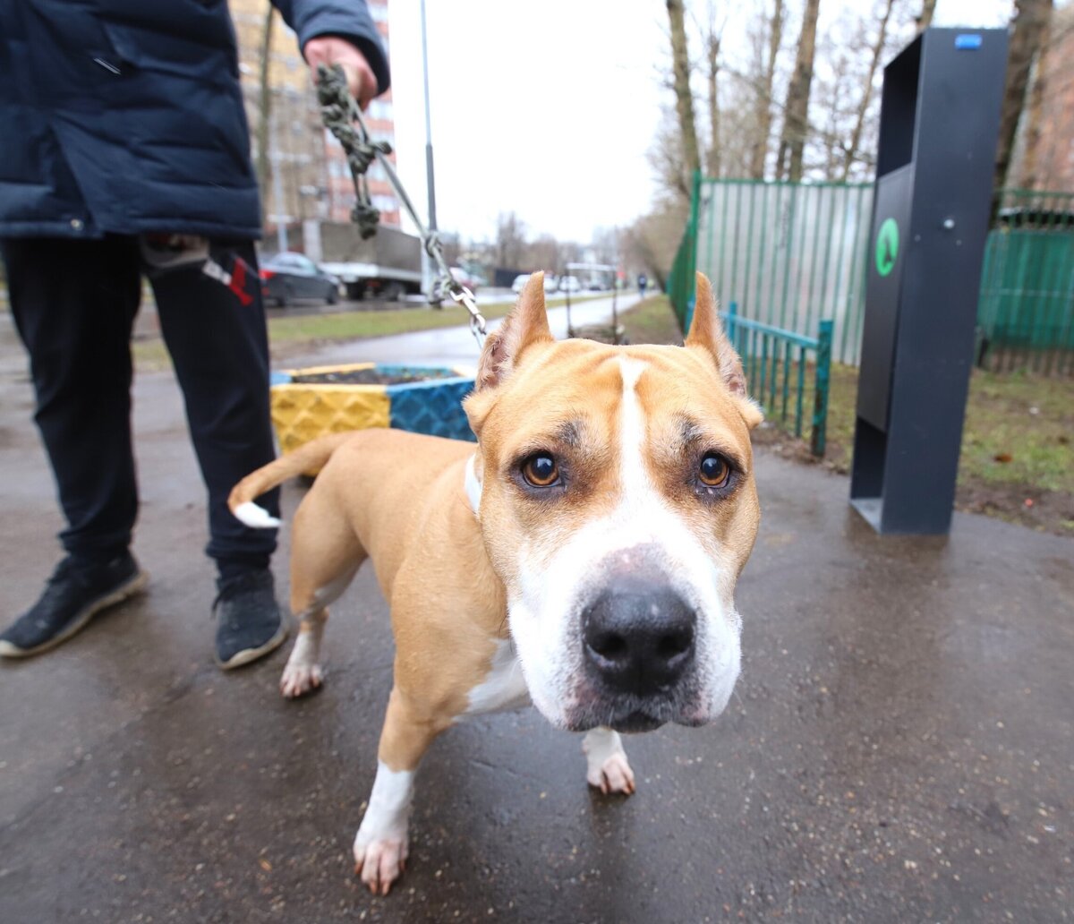 Что сделала каплан с собакой. Что сделала каплан с собакой. Что сделала каплан с собакой. Собака юлика и даши. Крупные собаки.