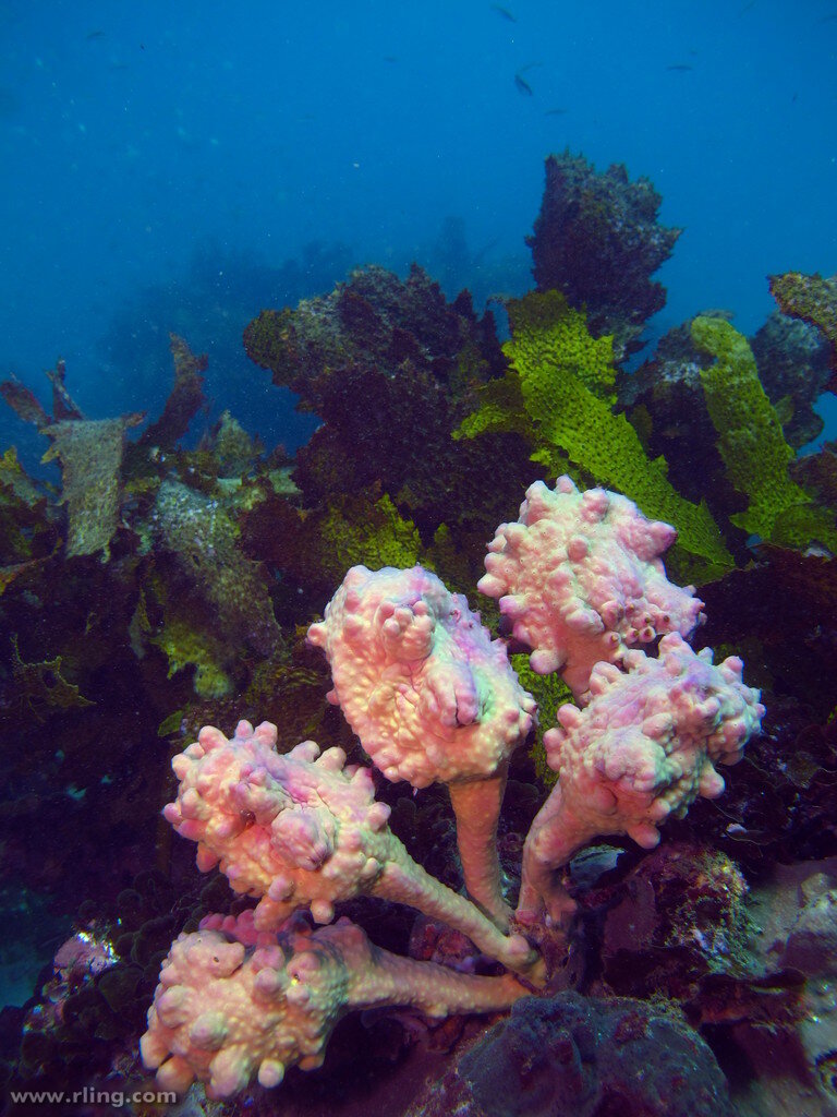 Вычислите 2/5-4/5 1870-5/22. Способ сложения гаусса. Вычислите. Вычислите 22 1 2 1. + 1/6.