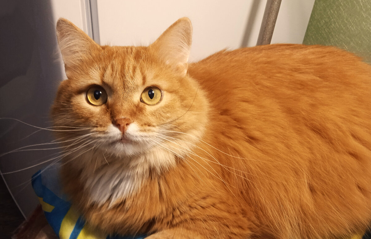 Рыжик. Серьезный мужчина.