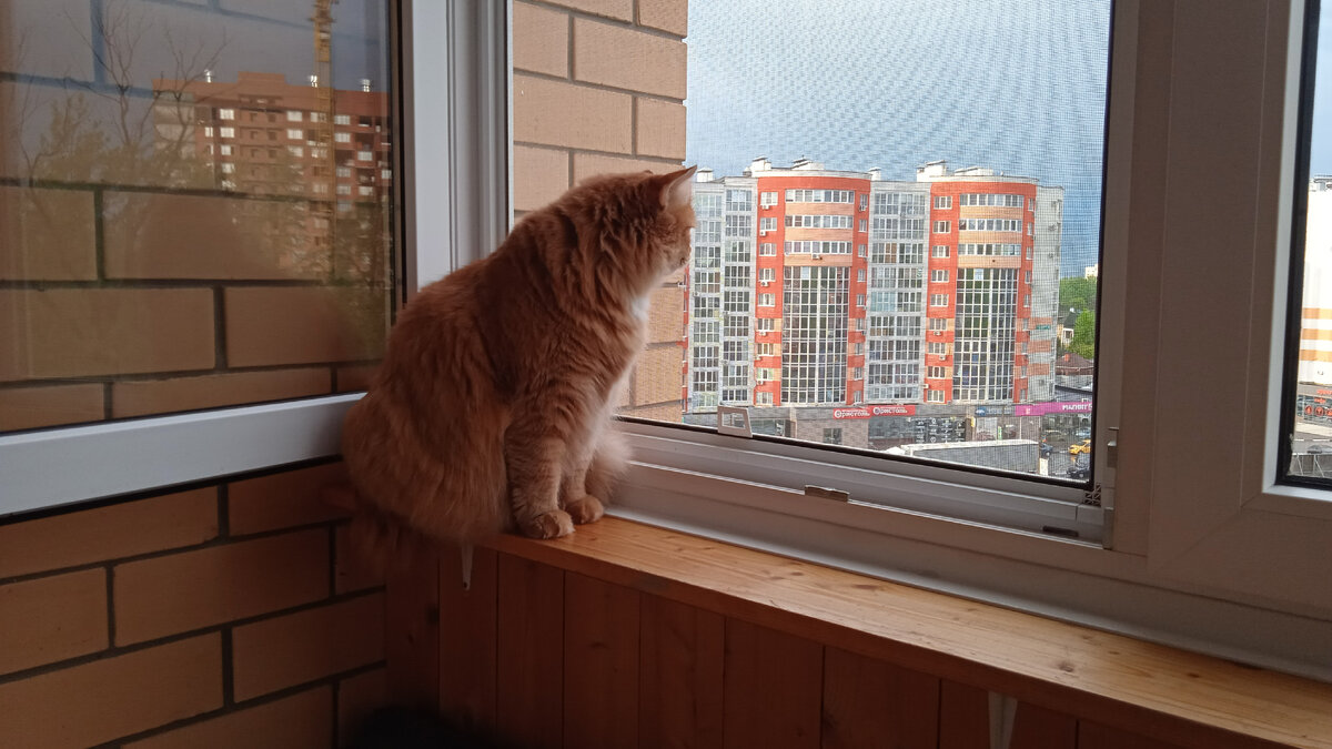 Прогулки только на балконе.