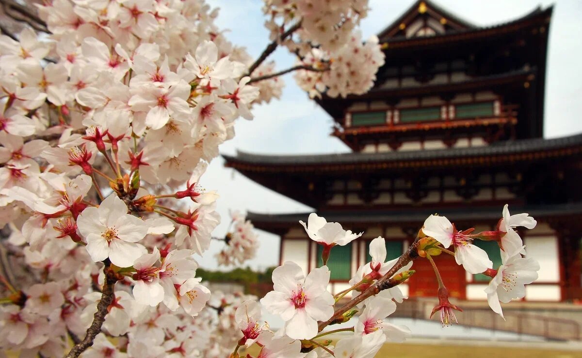    В Японию на цветение сакуры. Сколько стоят туры и авиабилеты