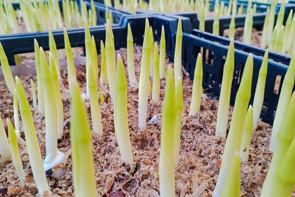 Рябчики кекенхоф. Тюльпаны в миксбордере. Посадка тюльпанов. Гиацинт рабатка. Рябчик императорский кекенхофа.