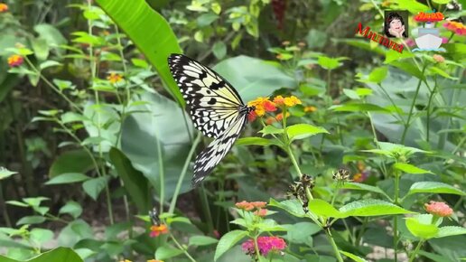 миновало лето осень наступила. плещеев миновало лето стихотворение. песня наступит лето лето будем ждать. девушка в сарафане летом. до свидания лето пугачева ноты.