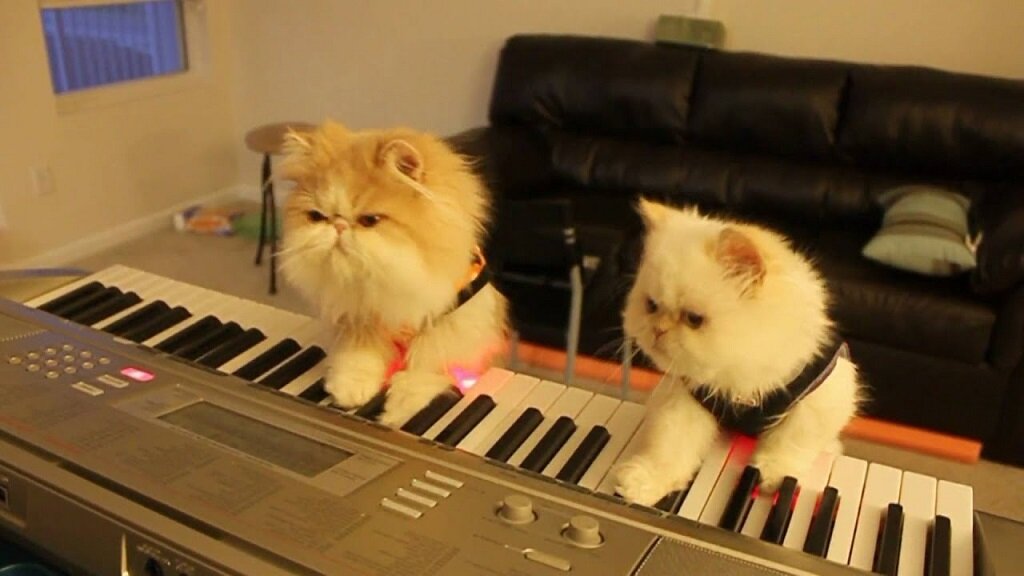 Кот на синтезаторе. Кот на пианино. Кот-музыкант. Музыкальная кошка. Любимые звуки кошек