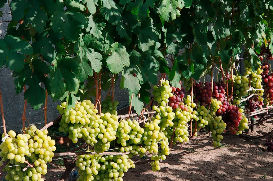 питаниепослеимиотерапии. можно ли вино при химиотерапии. можно ли вино при химиотерапии. норма выпитого алкоголя. порция алкоголя в день.