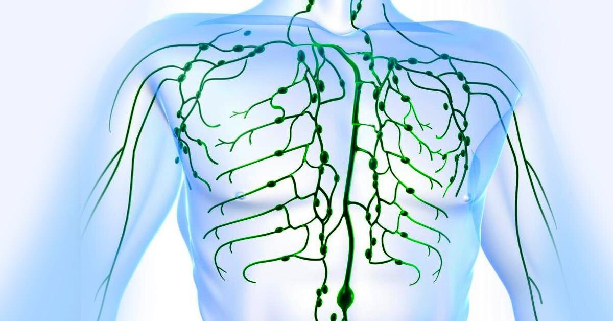 Лимфоотток в организме. Лимфатическая система человека. Лимфатическая система анатомия. Ток лимфатической системы. Что такое лимфа у человека.