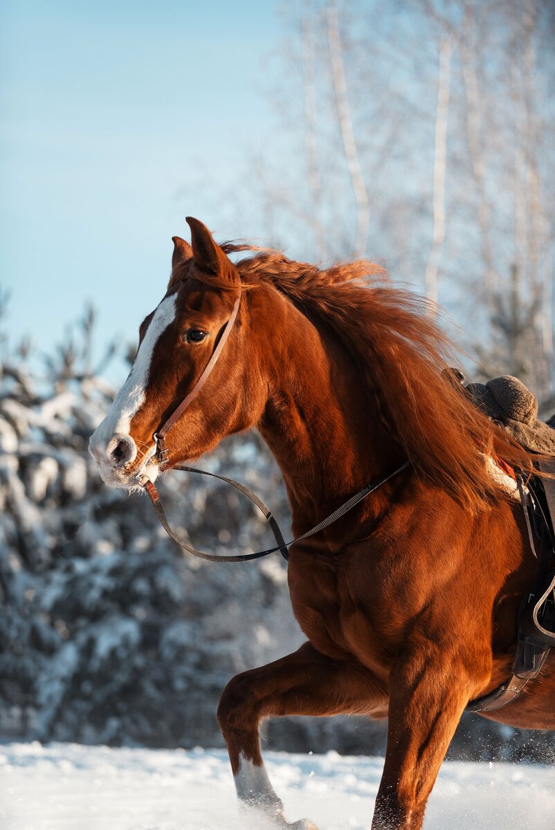 со светой как пишется. имя светка. картинки с именами. света картинки с надписями. надписи с именем диана.