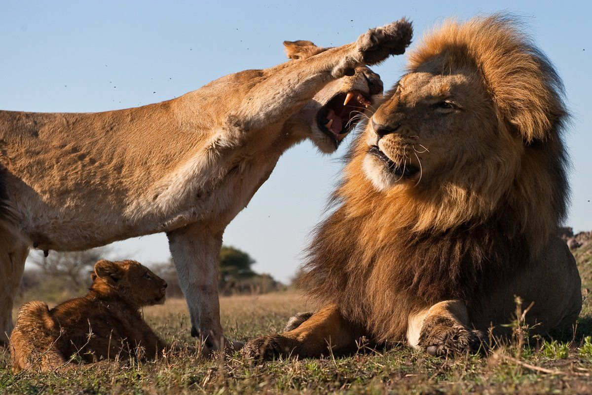национальный парк серенгети львы. животные африки гиена. гепард хищник.