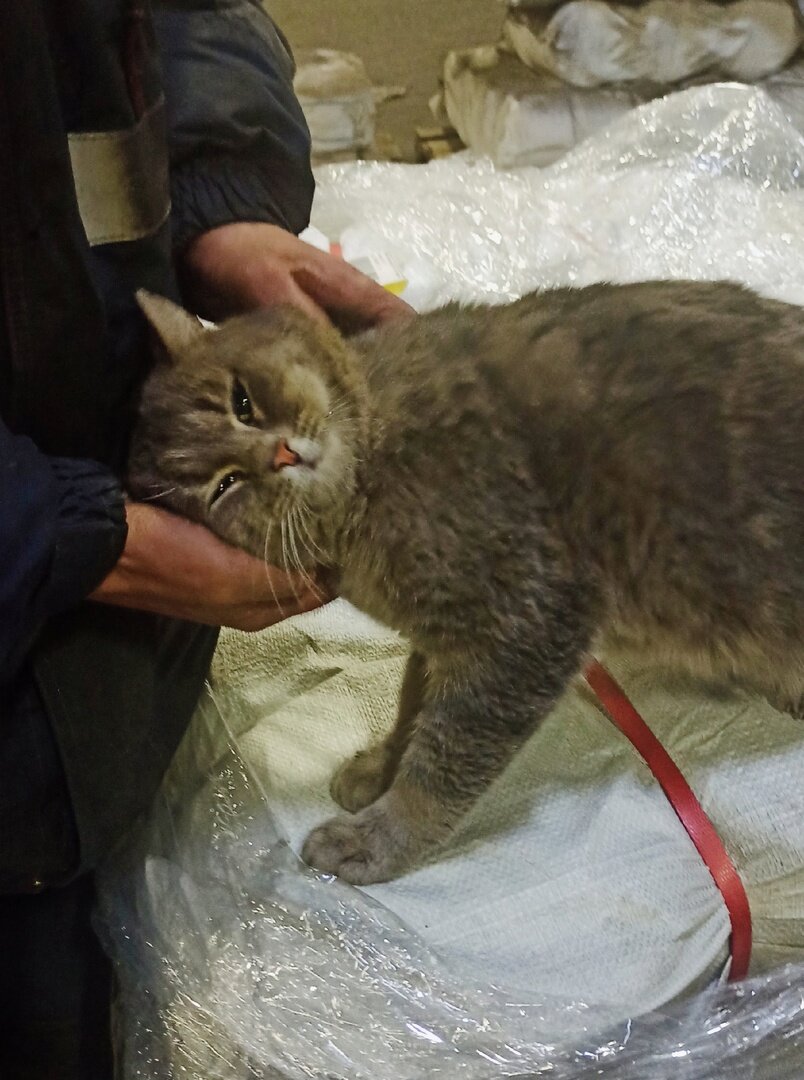 Смотрите, какой ласковый!