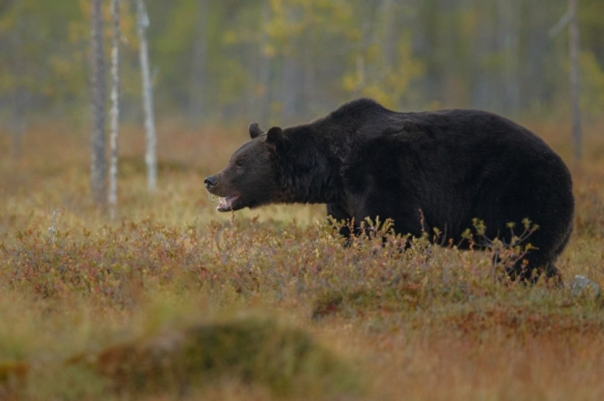    В Ульяновской области впервые за 15 лет пересчитают бурых медведей