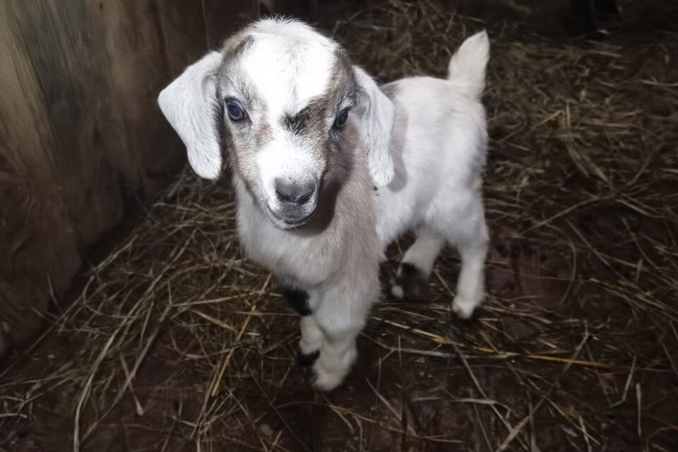    Нубийский козленок Барнаульский зоопарк «Лесная сказка»