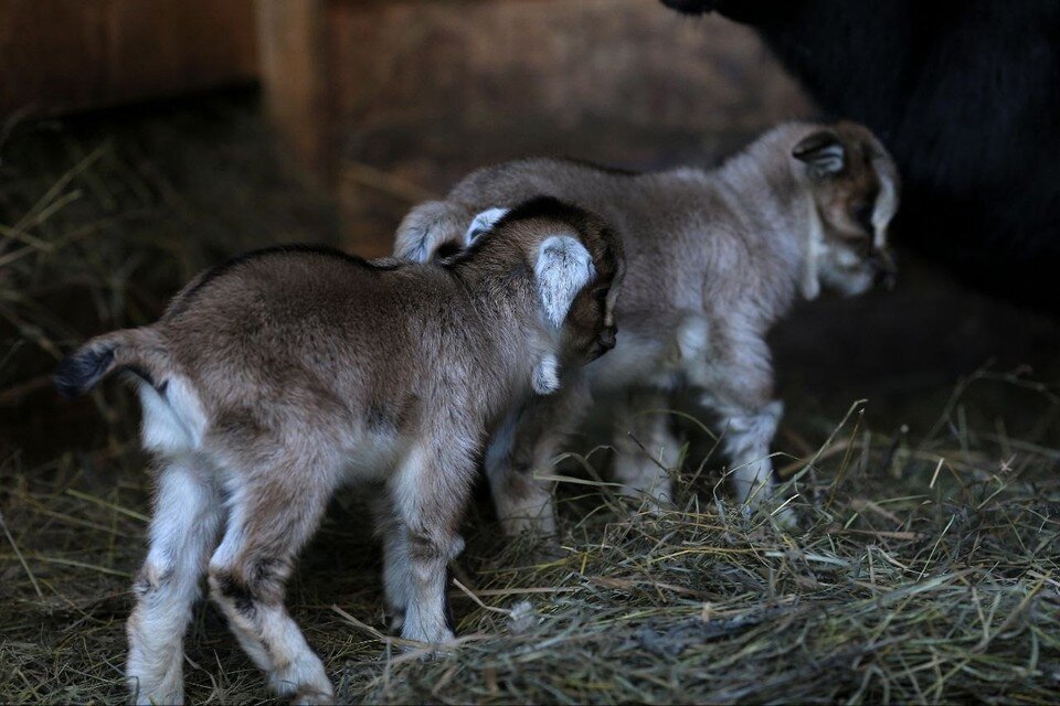   Камерунские козлята Барнаульский зоопарк «Лесная сказка»
