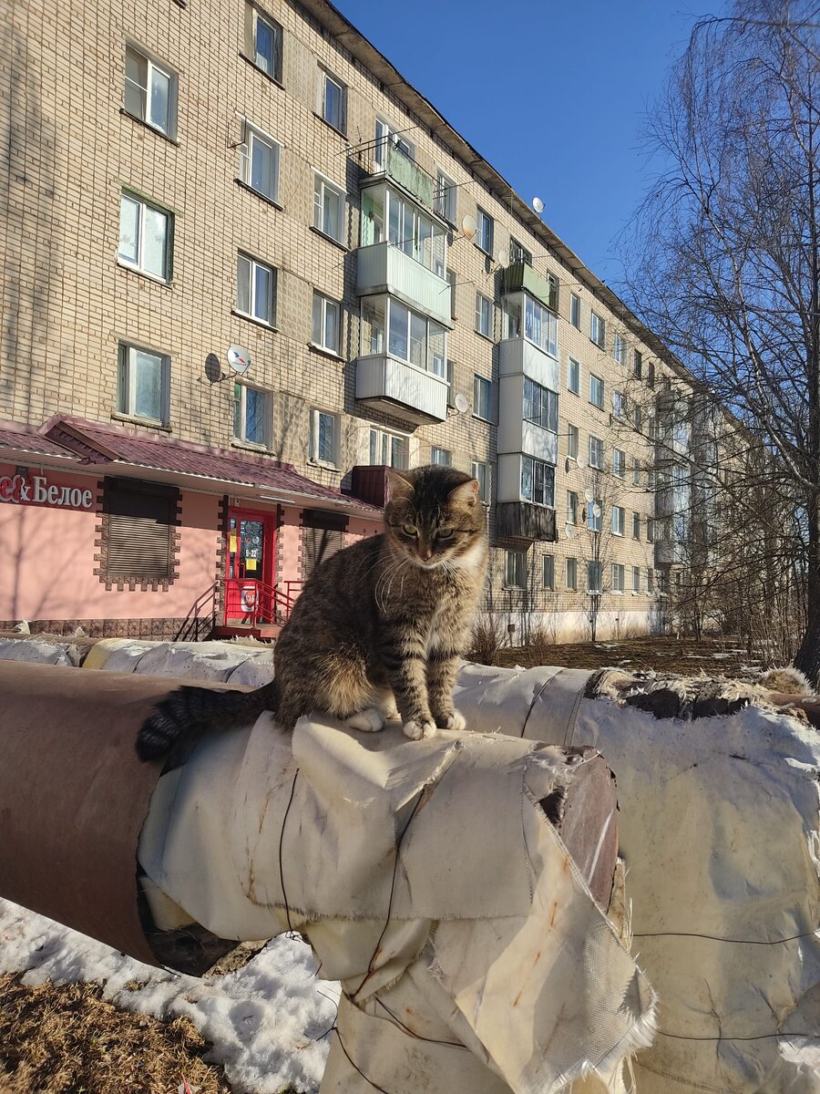 Одна из фотографий двухлетней давности, считай как только приехала - от необычности фоткала буквально каждый куст. А котиков очень люблю - они фотогеничные.