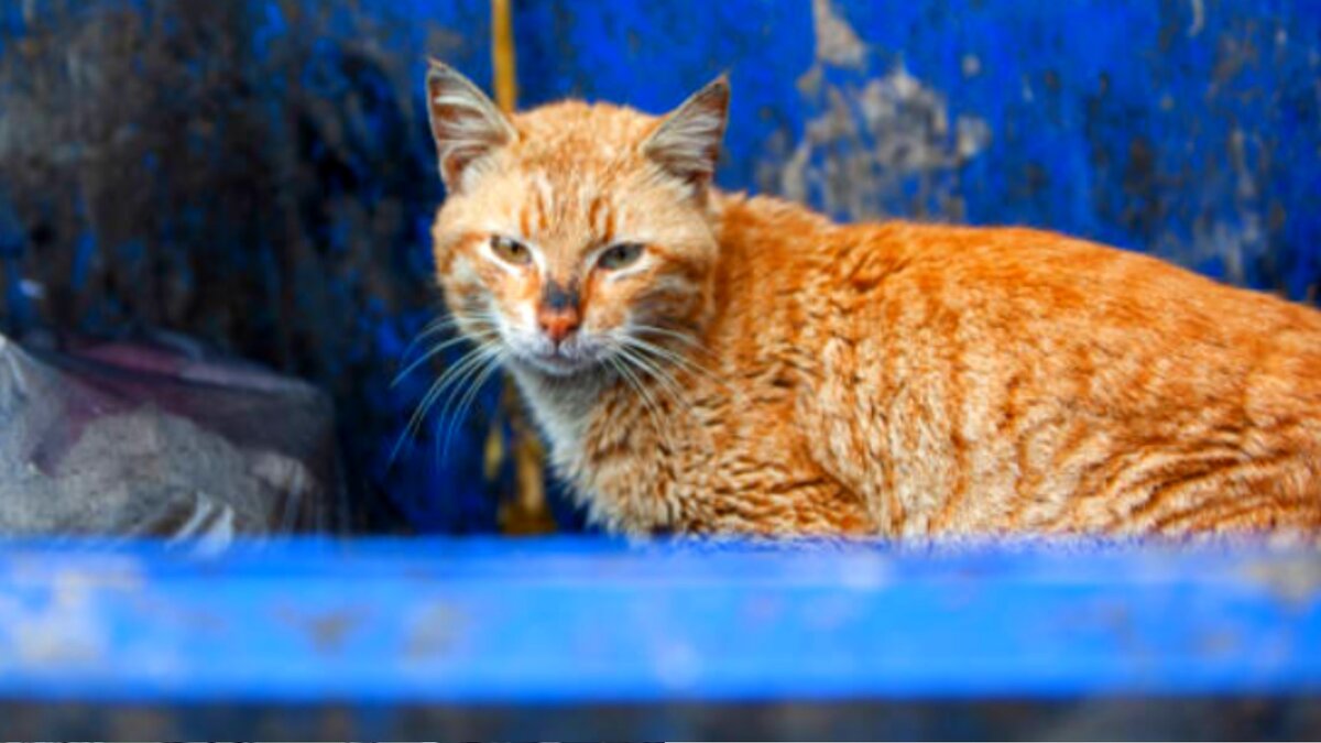 счастлива без рук реальная история