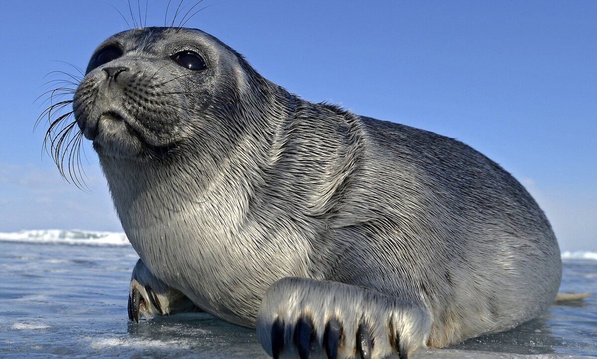 Тюлень в природе
