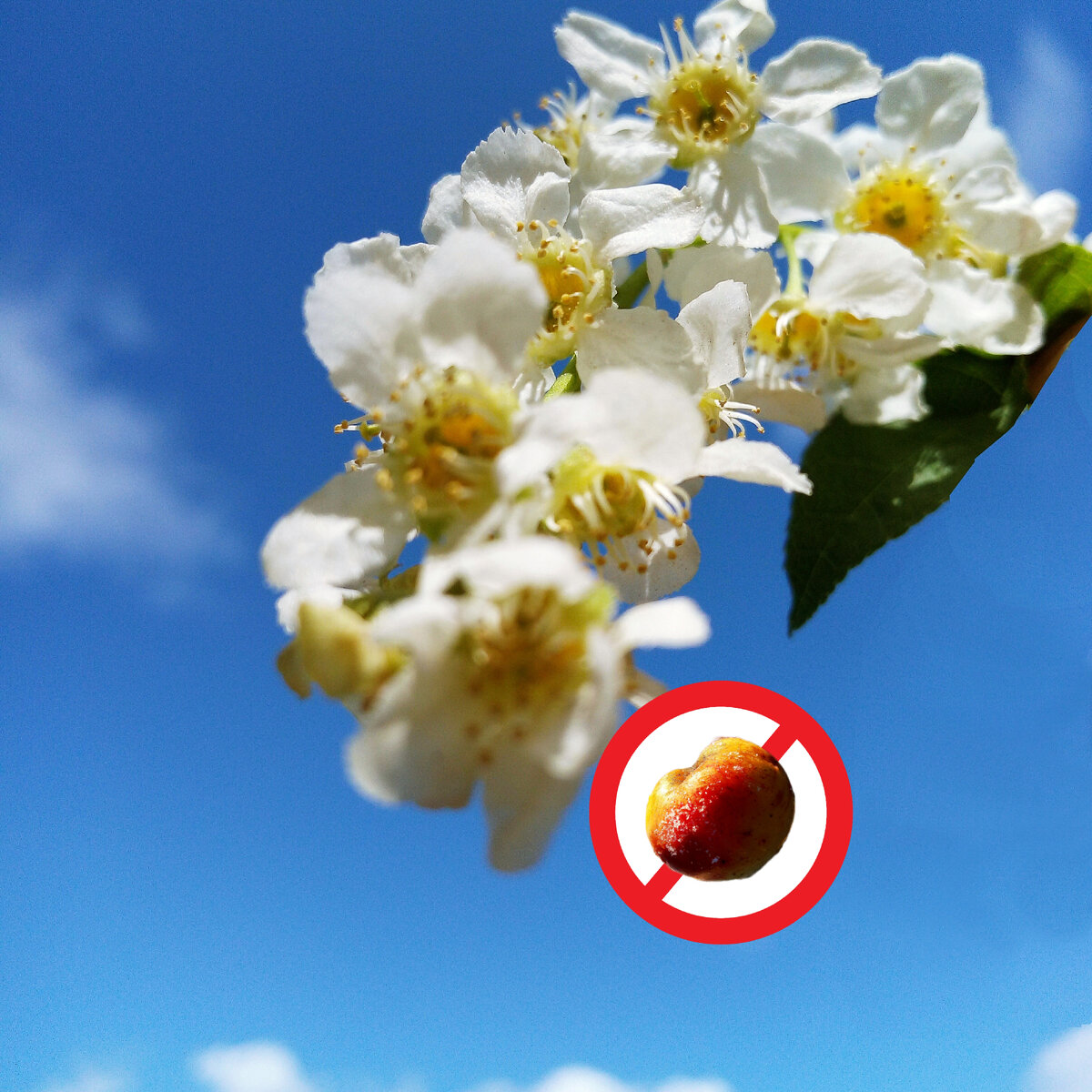 Дорожный знак "Проезд к древу познания и срывание запретных плодов запрещено"