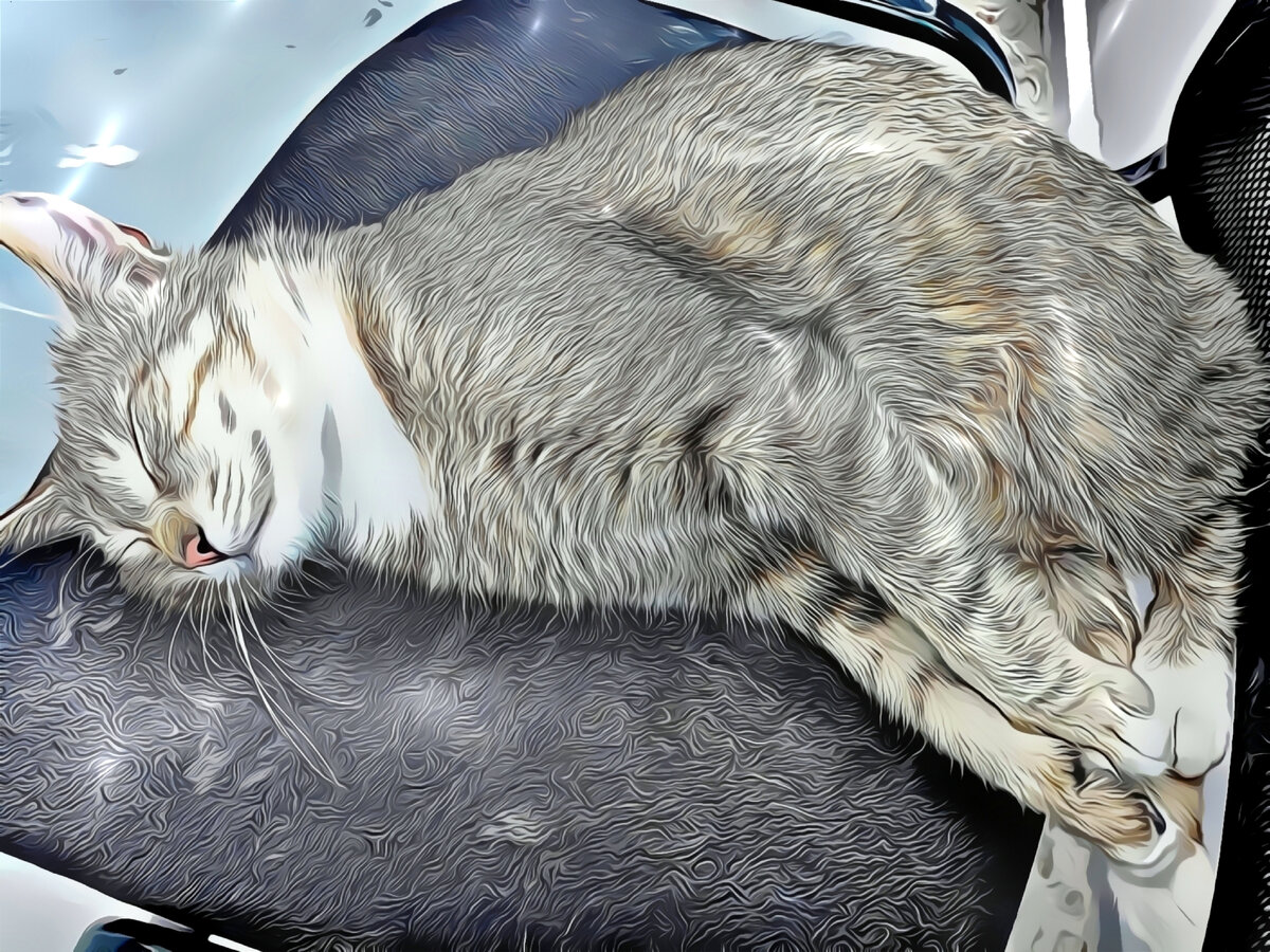 Барсик за своим любимым занятием 