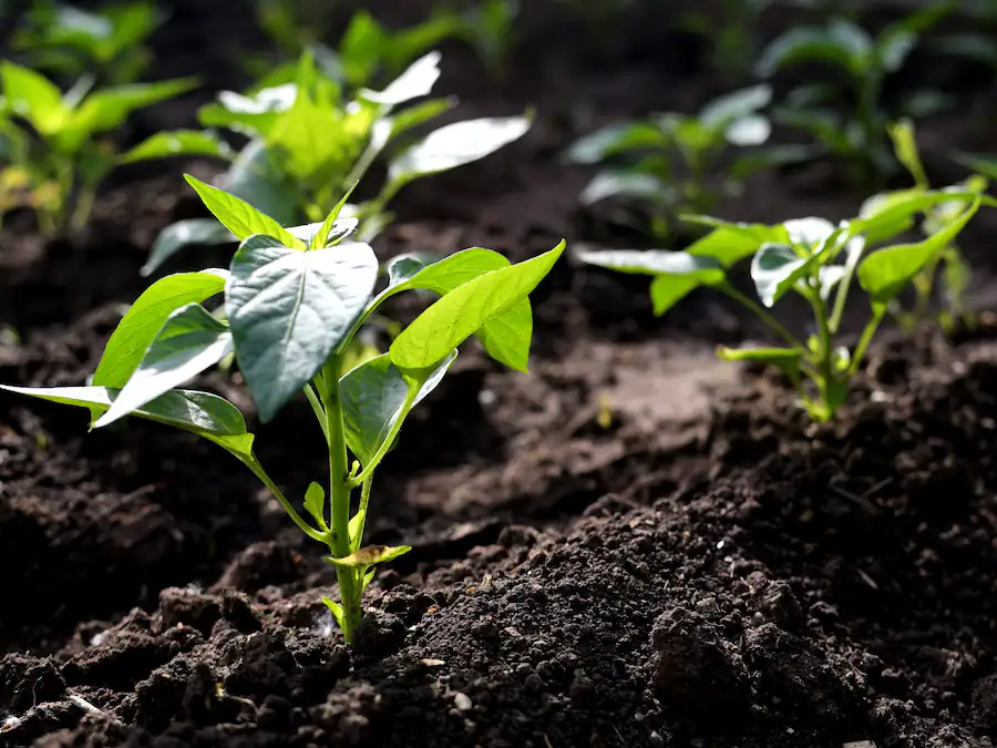 рассада перца желтеют листья. почему рассада перцев. хлороз рассады перцев. почему рассада перцев. согнулась рассада перца.