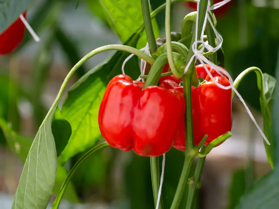 сорта перцев видео. сорта перцев видео. сорта перцев видео. перец сорт болгарии. сорта перцев видео.