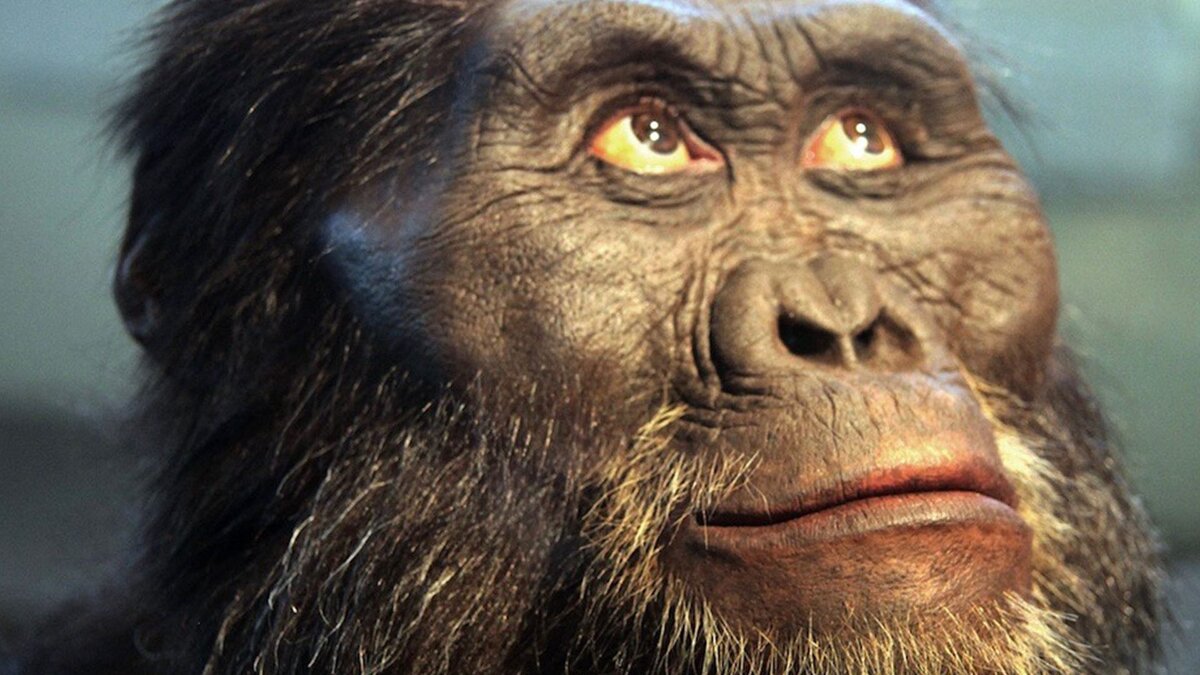 В качестве иллюстрации - первопредок, чей образ уже приблизился к ранним Австралопитекам. Фотография из свободного доступа, на правах свободного распространения. 