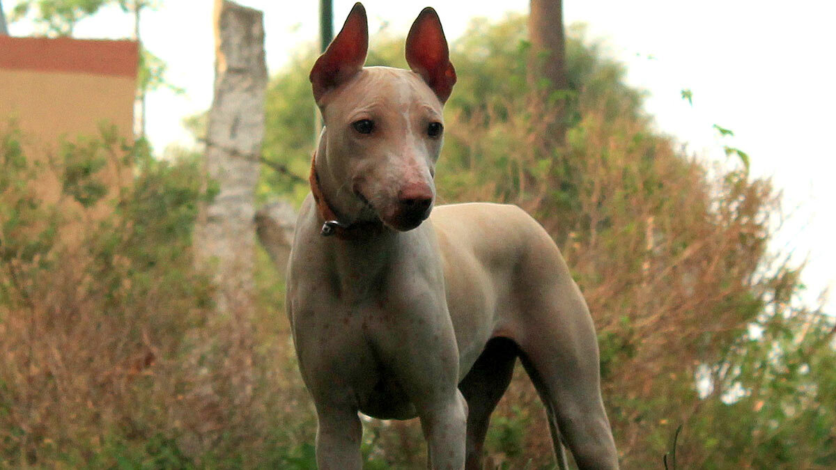 Пес с бритой головой. Собака плешивая и человек. Ксолоитцкуинтли хохлатая. Лиса с головой собаки. Обака режешнакзеп.