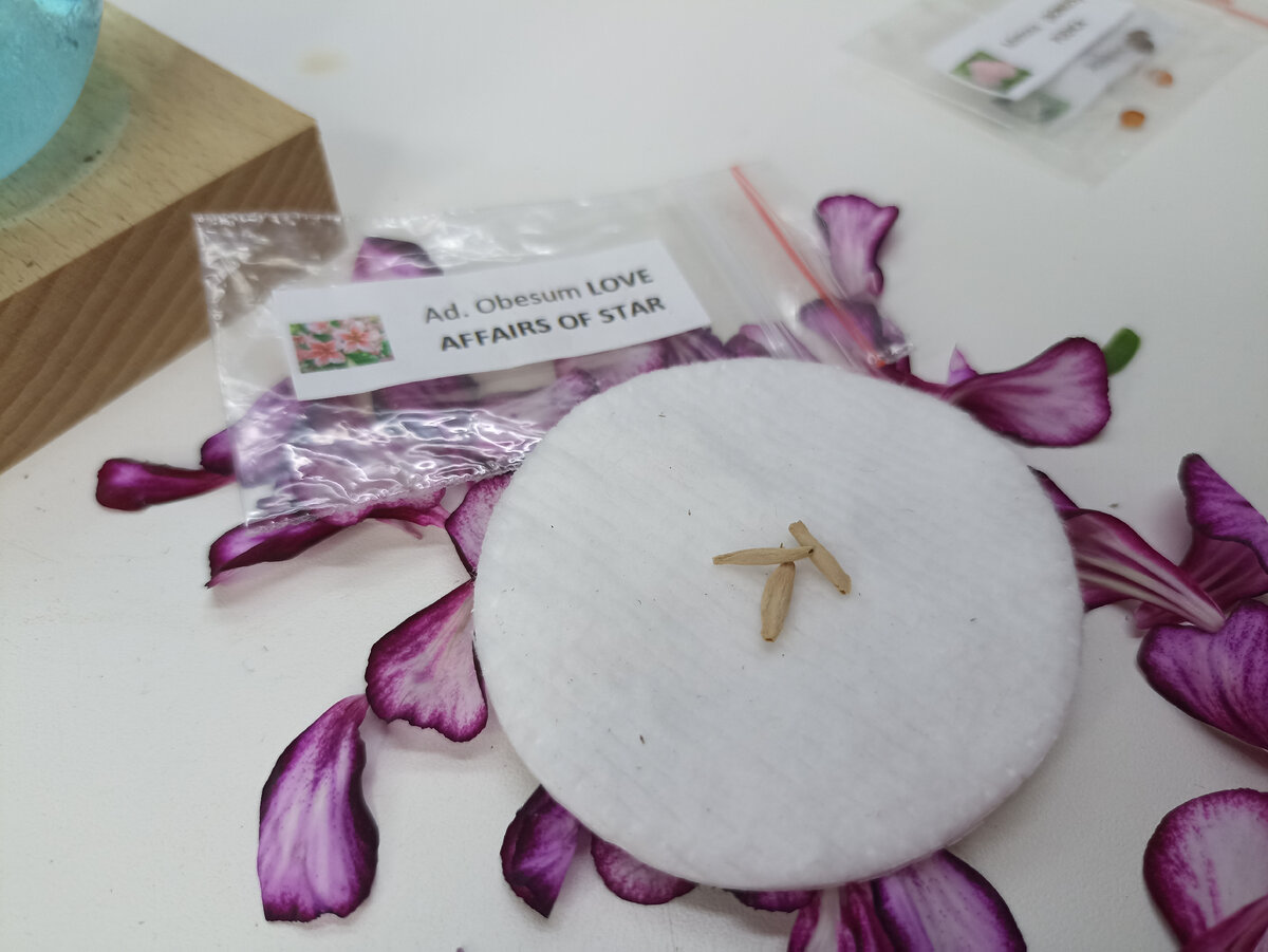 Посеяла из-за "любви к искусству". Его цветов я не особо жду, мне интересно возиться с корнями и наблюдать, как надувается каудекс