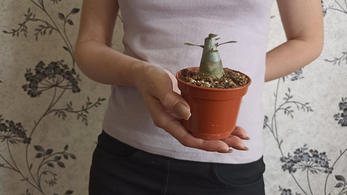 Сразу после обрезки прошлым летом