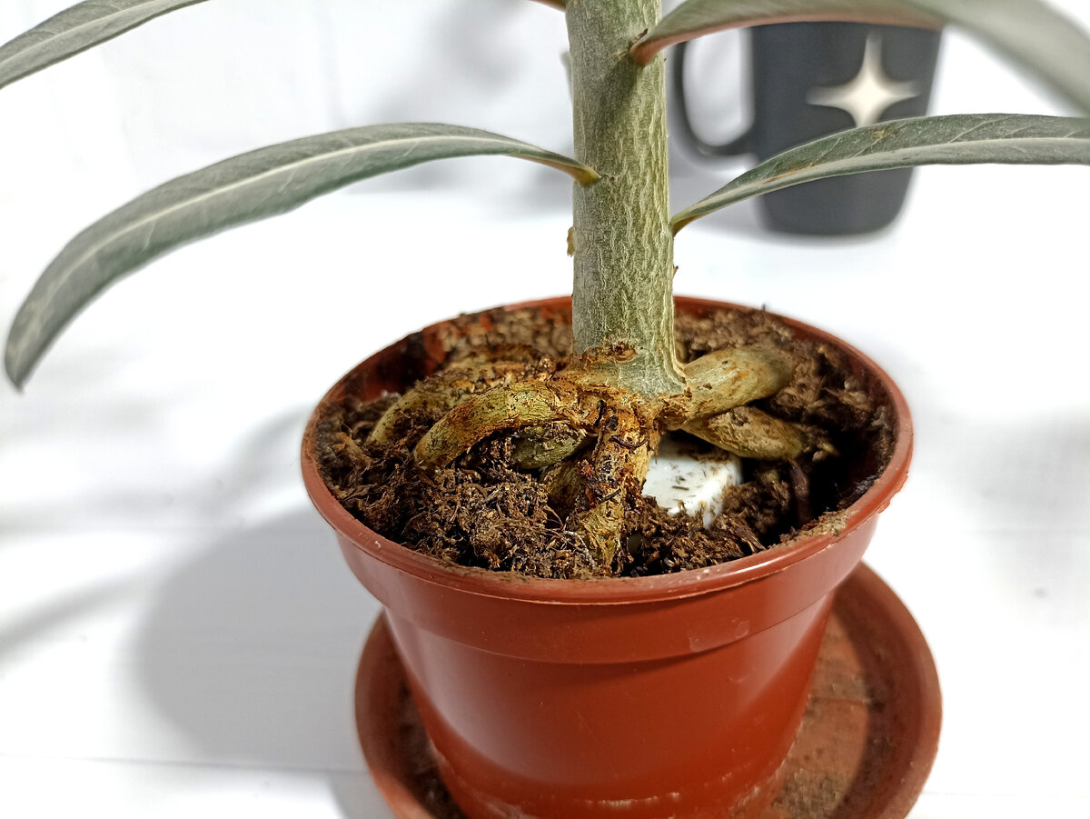 посев семян адениума, грунт. делосперма adenium doma. адениум прорастание семян. как посеять адениум. адениум сеянцы.