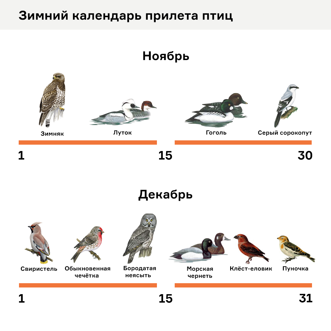 Каких птиц можно сравнить. Каких птиц можно сравнить
