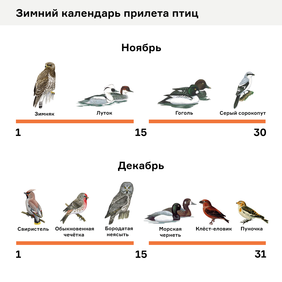 Векторы по запросу Снегири