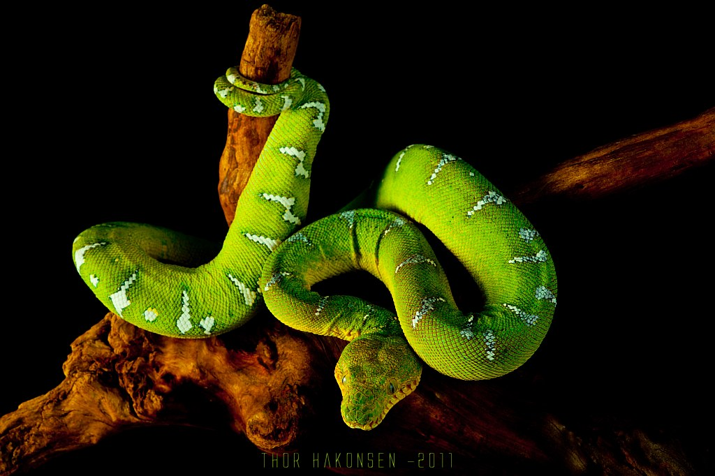 Змей с головой собаки. Змея арт. Химера греческая мифология. Змей с головой собаки. Змей с головой собаки.