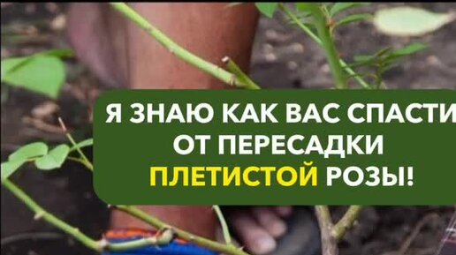 Я много какие смотрела. Серьезный кот мем. Вид придурковатый. Кот андрей. Шутки про джентльменов и дам.