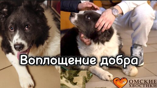 лапы и хвосты приют для животных. приют для животных хвосты. приют для бездомных животных в нижнекамске. приют для животных хвостики нижнекамск. спасенная душа приют астрахань.