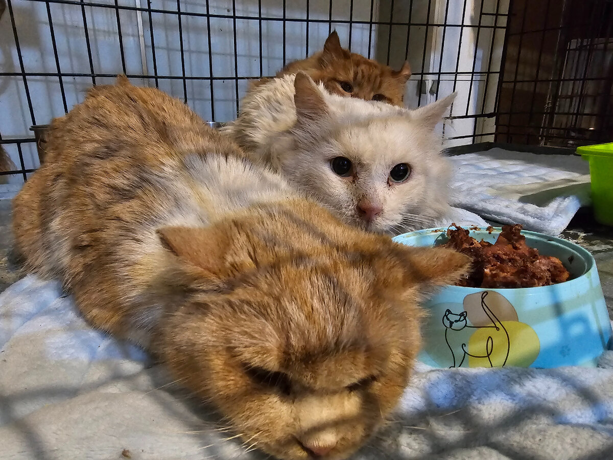 умирают ли кошки дома. кошки домашние мертвые.