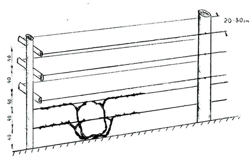 Высота винограда. Схема одноплоскостной шпалеры для винограда. Одноплоскостная шпалера для винограда схема. Устройство одноплоскостной шпалеры для винограда. Размеры одноплоскостной шпалеры для винограда.