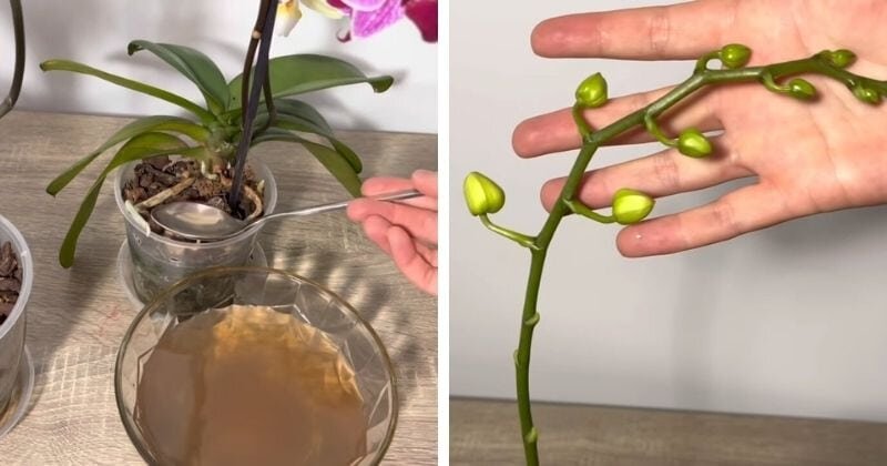 Orchideen sind exotische Pflanzen, die durch ihre Blütenpracht und ihren Blütenreichtum begeistern. Sie werden sehr geschätzt und sind eine schöne Dekoration für Fensterbänke.-3