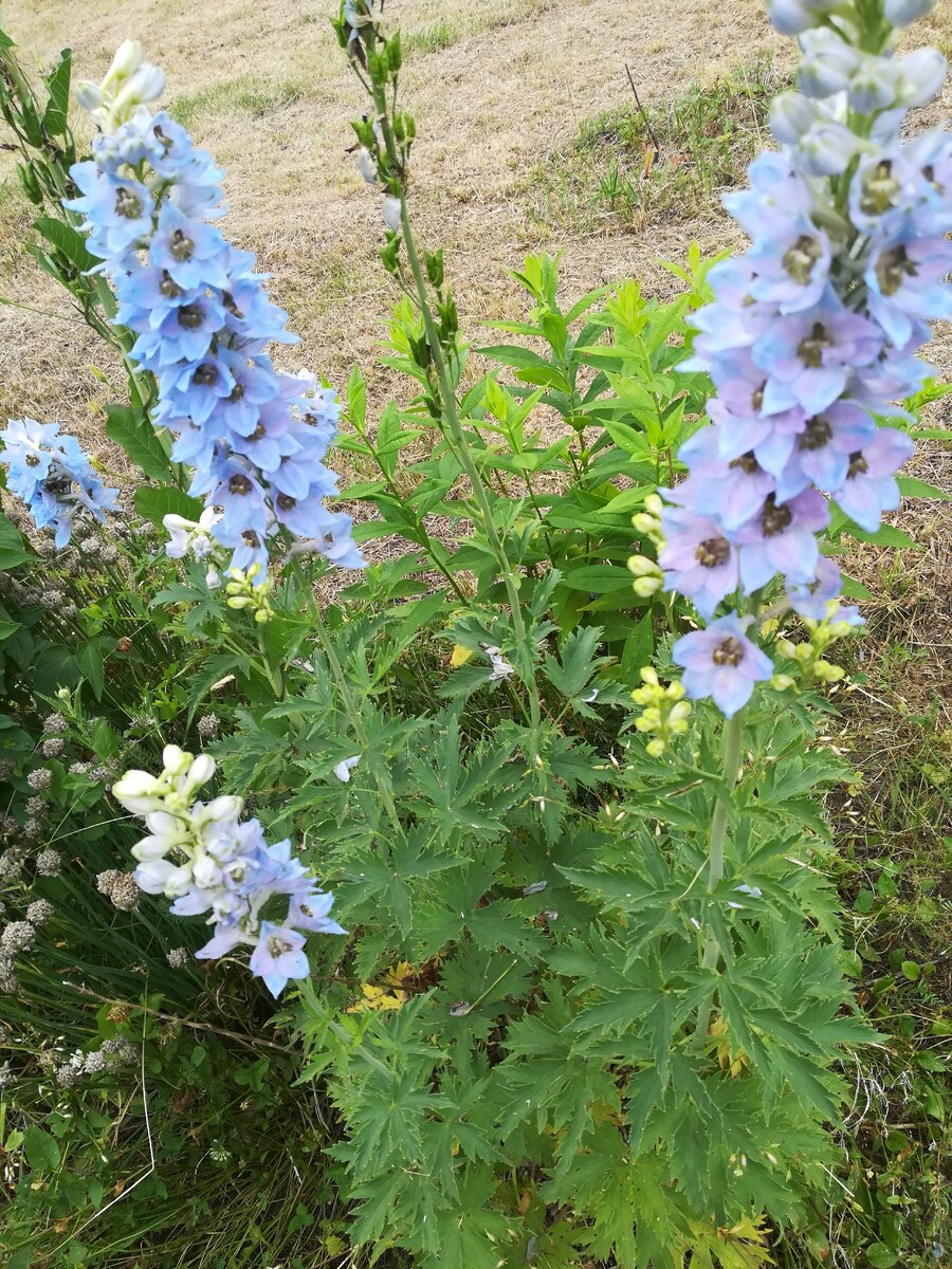 Дельфиниум (Delphinium).