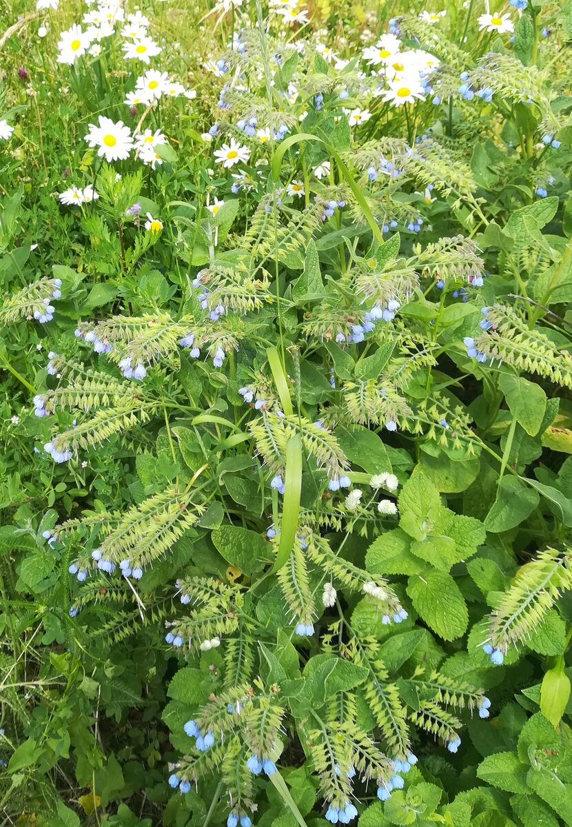 Окопник (Symphytum asperum).