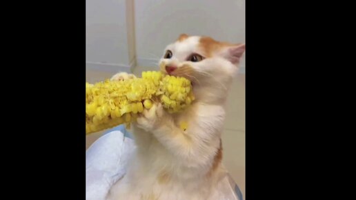 Кот есть кукурузу. Кот есть кукурузу. Коты едят кукурузу. Можно ли кошкам кукурузу. Рыжий котенок кушает.