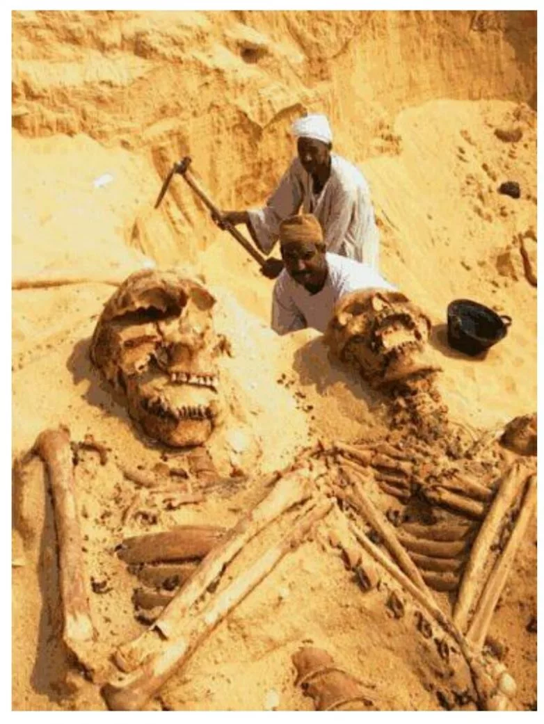 Сколько живут вели. Великаны люди скелеты исполины. Смитсоновский институт кости великанов. Скелет великана в Египте. Исполины нефилимы скелеты.