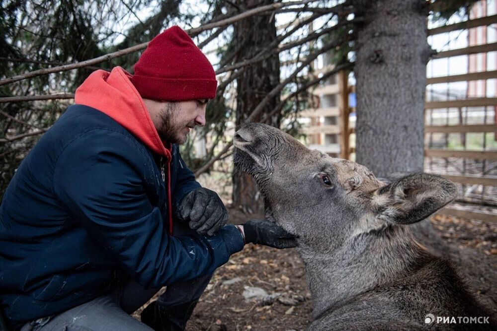 Возле лосихи