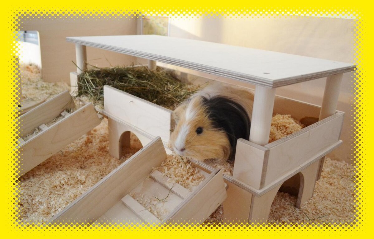 животные живого уголка. в живом уголке жили морские свинки. 4 морские свинки. в живом уголке жили морские свинки. морские свинки породы куи.