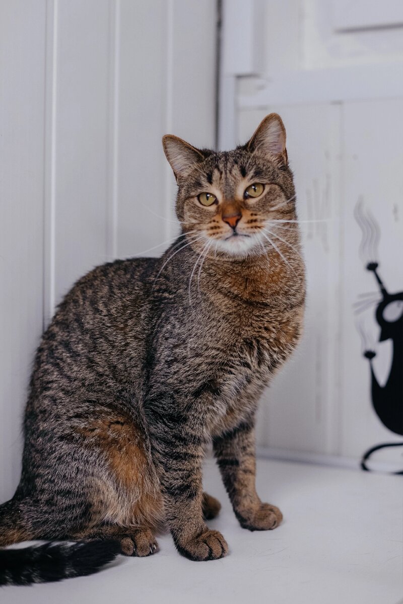 Кот помечает территорию. Кот на территории кошки. Кот на территории кошки. Кот помечает территорию. Кот на территории кошки.