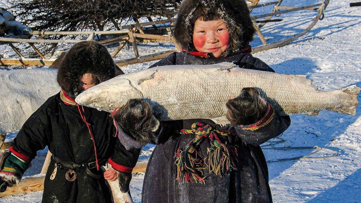 Ненцы Ханты манси чукчи. Ненцы рыболовство. Рыболовство народов севера. Промыслы северных народов рыболовство.