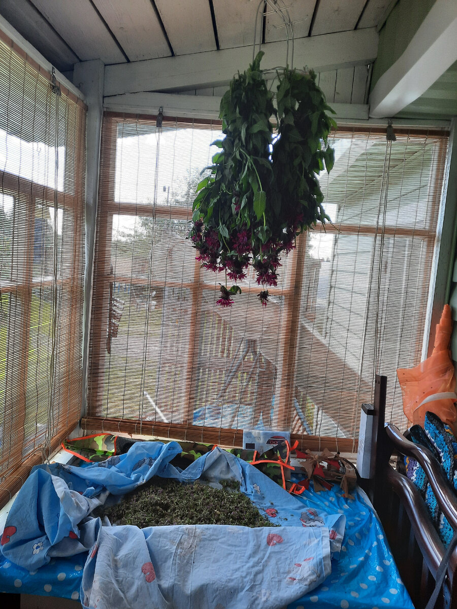 Сушка в два яруса: сверху - монарда, снизу - чабрец