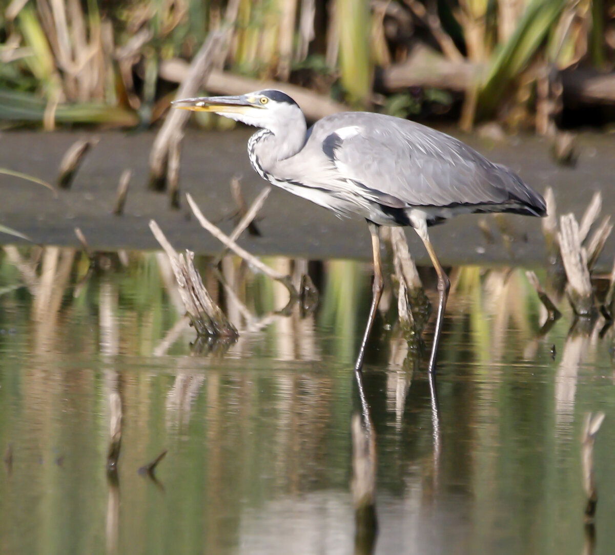 животные и растения пустыни занесенные в красную. животные полупустыни в россии. туркменский джейран. животные пустыни окружающий мир. животный мир пустынь.