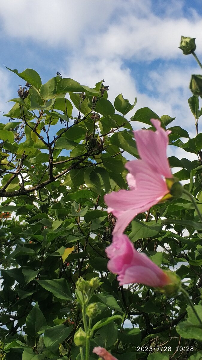 девушки, ищущие спонсора. мотивация картинки. статус для соперницы. афоризмы про женщин. крутая девушка мем.